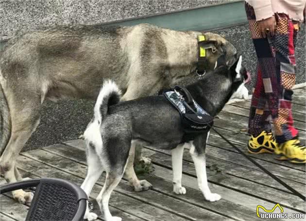 铲屎官为爱犬更换食谱，以生骨肉喂食后，狗狗身体健康还不拆家！
