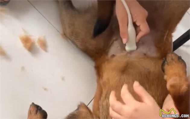 哈士奇祸害了马犬，110万网友等生，生了一窝“马大哈”？