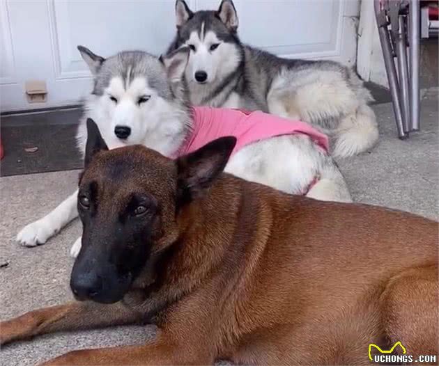 哈士奇祸害了马犬，110万网友等生，生了一窝“马大哈”？