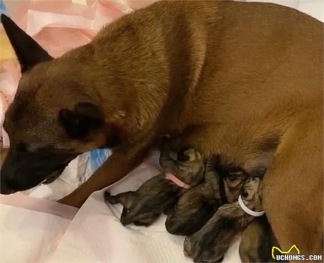 哈士奇祸害了马犬，110万网友等生，生了一窝“马大哈”？