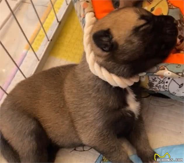 哈士奇祸害了马犬，110万网友等生，生了一窝“马大哈”？