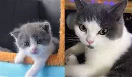 我花25万元克隆了去世的宠物猫