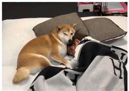 狗狗喜欢你的表现，真是把你当全世界看待