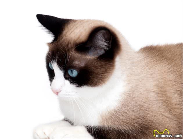 这种长着迷人的蓝色眼睛、性格像狗且话痨的雪鞋猫，你会喜欢吗？