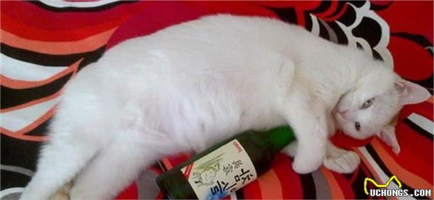 收下这份猫咪禁食清单，养猫不再发愁