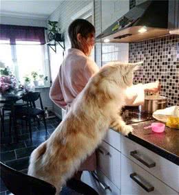一只猫!一只大猫！TA叫缅因猫！