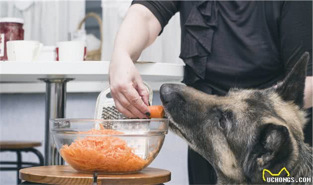 狗狗老了眼睛总有毛病？这6种食物，日常吃能保护狗狗眼睛
