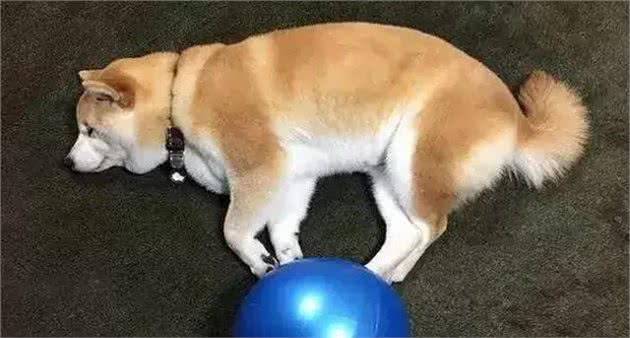 你一定要知道的柴犬常见的疾病，如何防治