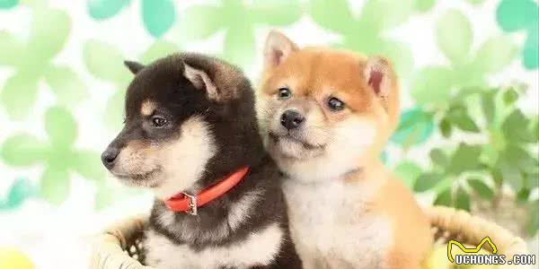 你一定要知道的柴犬常见的疾病，如何防治