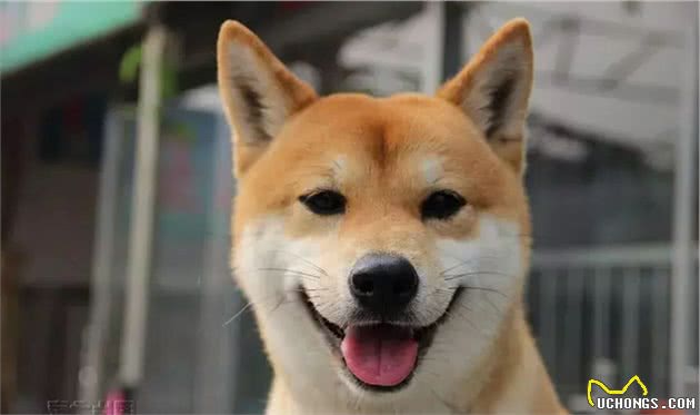 你一定要知道的柴犬常见的疾病，如何防治