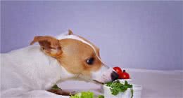 狗狗不能吃的“蔬菜”，都是我们餐桌上常见的