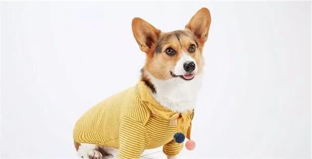 如何给小狗狗挑选衣服（下）