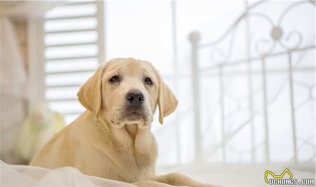 拉布拉多犬好养吗？看完它的优缺点，你就知道了