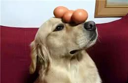 对狗狗来说，主人摸它这几个地方，它每天都会很开心