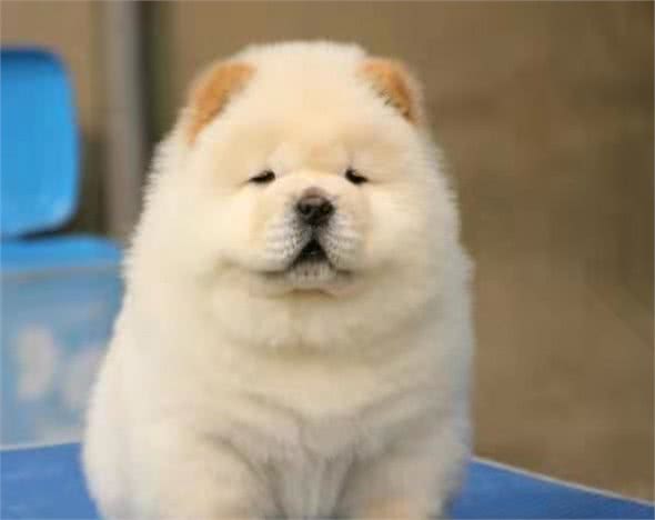 蠢萌的松狮犬,为何在现实情况下没有那么受欢迎,这些原因很重要
