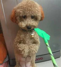 狗狗有这5个习惯别惯着，“该打”就得打，超过1岁就难改了