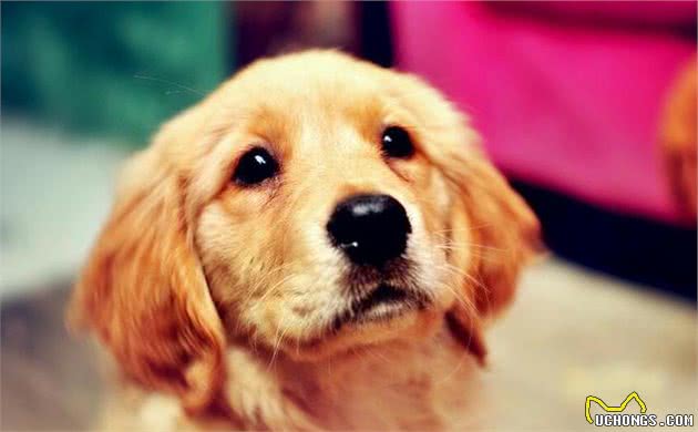 养金毛犬之前，你需要知道这8件事