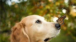 养金毛犬之前，你需要知道这8件事