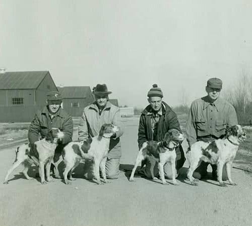 寻根问祖系列（23）：布列塔尼犬（Brittany）