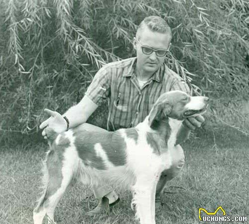 寻根问祖系列（23）：布列塔尼犬（Brittany）