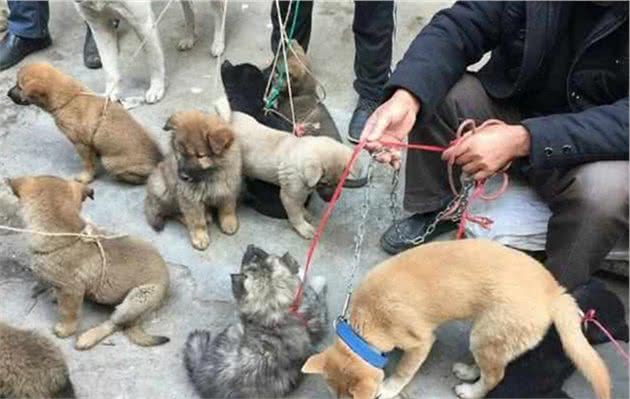 中国人买狗常避不开的“6个大坑”，买完铁定后悔