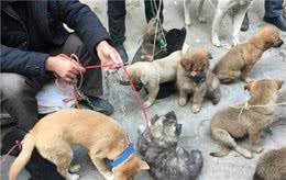 中国人买狗常避不开的“6个大坑”，买完铁定后悔
