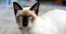 五大最受欢迎的宠物猫种类排行榜！