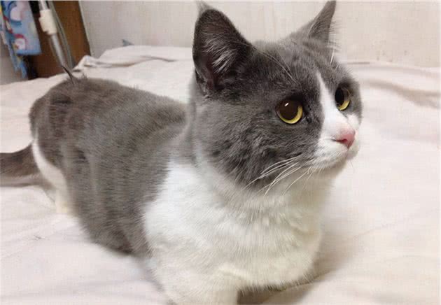 英国短毛猫能活多久？5招教你延长寿命