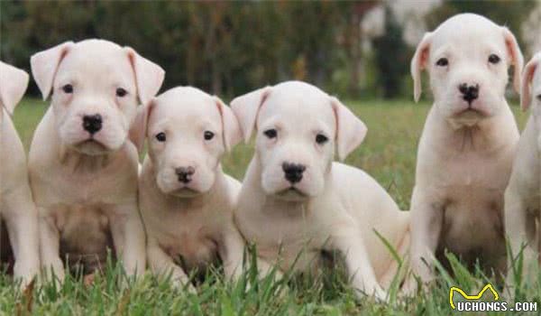全球10大公认的猛犬，土佐犬和比特犬上榜，你有养过吗？