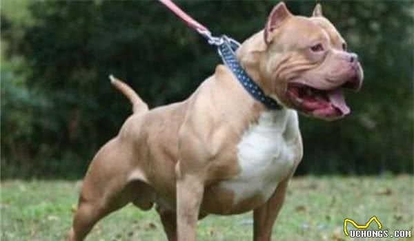 全球10大公认的猛犬，土佐犬和比特犬上榜，你有养过吗？