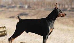 全球10大公认的猛犬，土佐犬和比特犬上榜，你有养过吗？