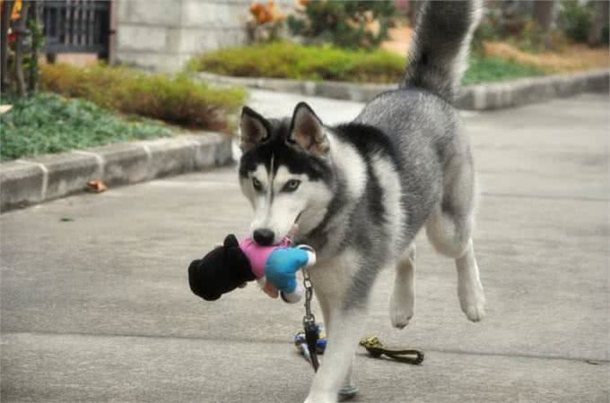 哈士奇的基本养护!