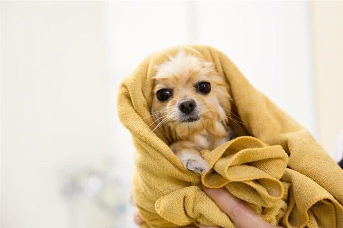 给泰迪洗澡正确的方法