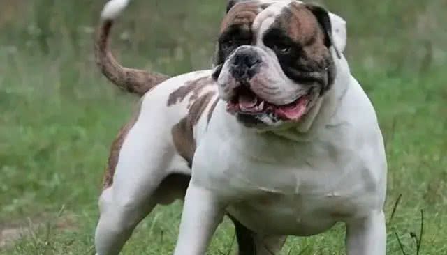 合肥禁养39犬种-斯塔福斗牛梗