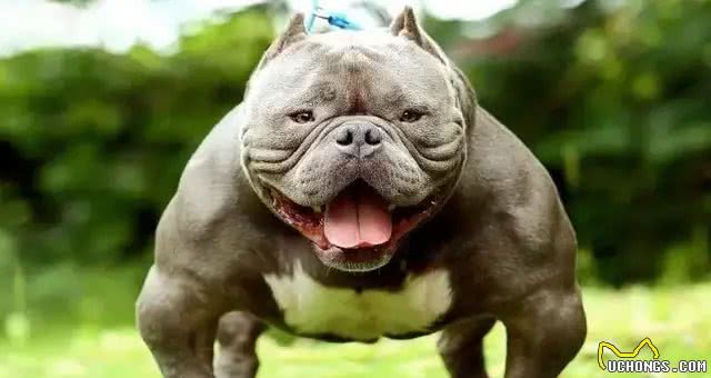 合肥禁养39犬种-斯塔福斗牛梗