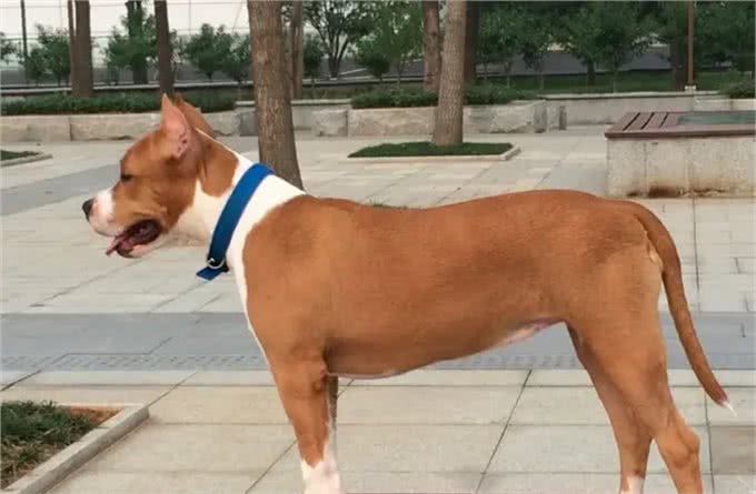 合肥禁养39犬种-斯塔福斗牛梗