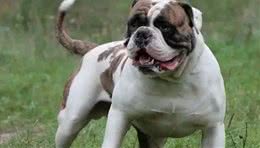 合肥禁养39犬种-斯塔福斗牛梗