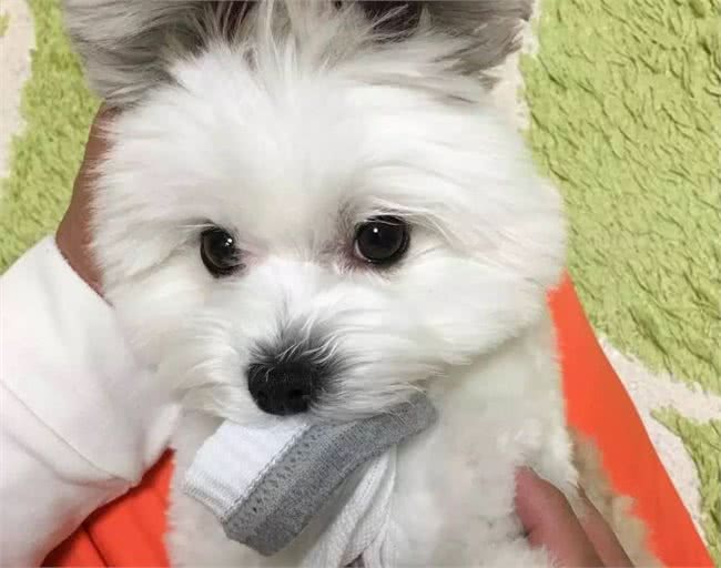 经常给狗狗吃这些东西，其会深深的爱上你，你相信吗?