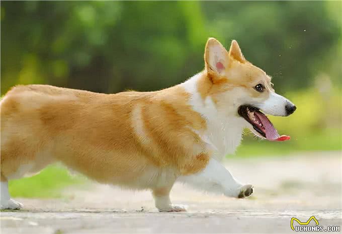 经常给狗狗吃这些东西，其会深深的爱上你，你相信吗?