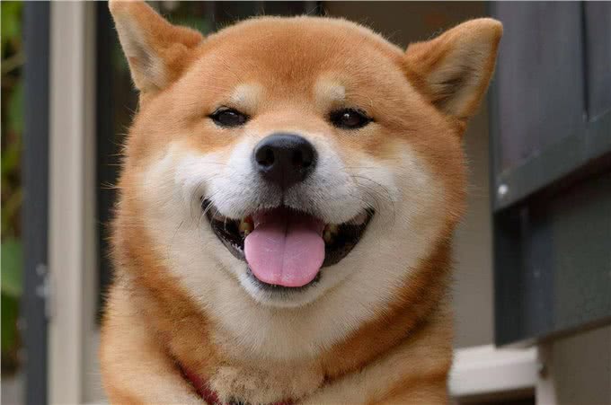 经常给狗狗吃这些东西，其会深深的爱上你，你相信吗?