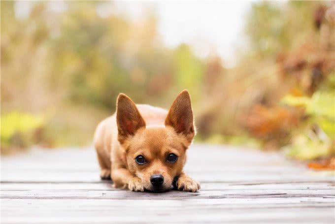 经常给狗狗吃这些东西，其会深深的爱上你，你相信吗?