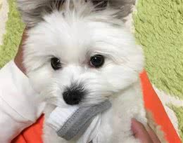 经常给狗狗吃这些东西，其会深深的爱上你，你相信吗?