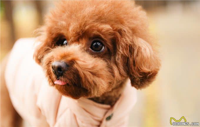 体味超轻的4种小型犬，养了家里也没臭味