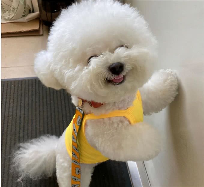 体味超轻的4种小型犬，养了家里也没臭味