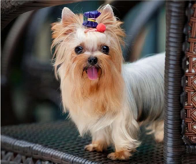 体味超轻的4种小型犬，养了家里也没臭味