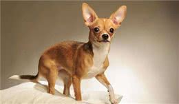 体味超轻的4种小型犬，养了家里也没臭味