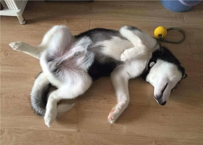 养狗久了才知道,狗狗被主人养的好,会有这7个迹象!