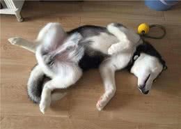 养狗久了才知道，狗狗被主人养的好，会有这7个迹象!