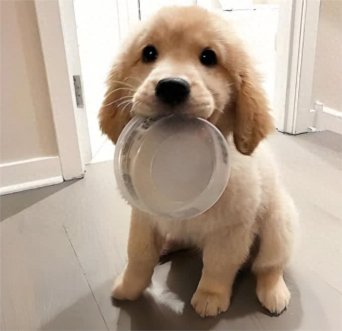 狗粮还是自制狗饭?哪种更适合狗狗?