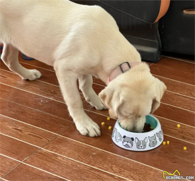 狗粮还是自制狗饭?哪种更适合狗狗?